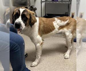 Saint Bernard Dogs for adoption in Bakersfield, CA, USA