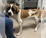 Small Saint Bernard