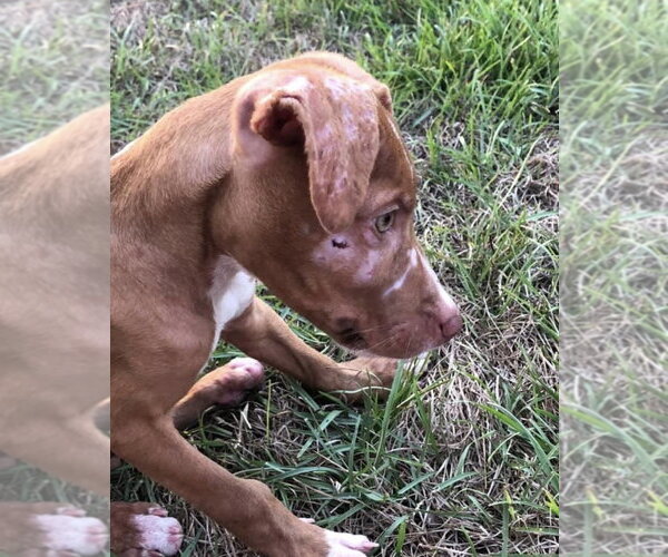 Medium Photo #34 American Pit Bull Terrier-Blue Lacy Mix Puppy For Sale in Rockaway, NJ, USA