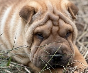 Chinese Shar-Pei Puppy for sale in MARION STATION, MD, USA