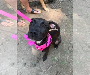 American Staffordshire Terrier-Unknown Mix Dogs for adoption in Holly Springs, NC, USA