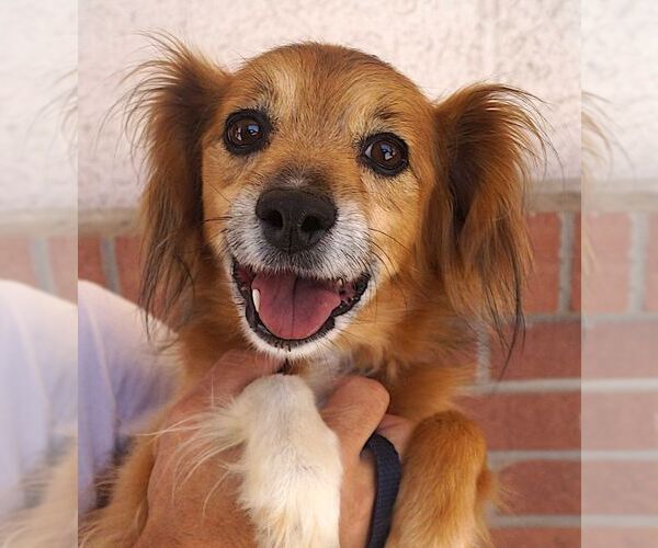 Medium Photo #1 Mutt Puppy For Sale in Carrollton, TX, USA