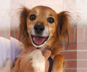 Mutt Dogs for adoption in Carrollton, TX, USA