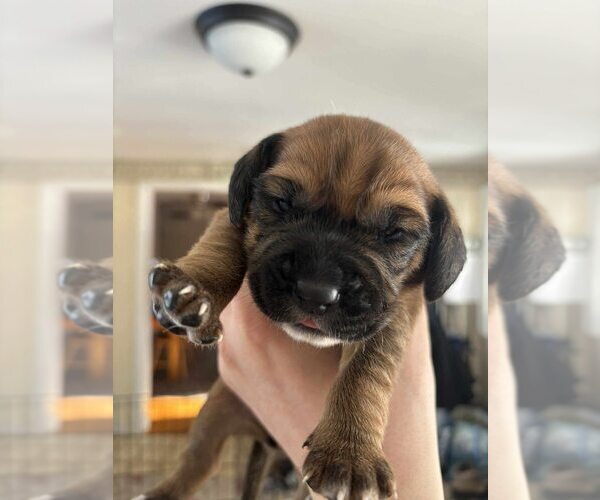 Medium Photo #8 Beagle-Unknown Mix Puppy For Sale in New York, NY, USA