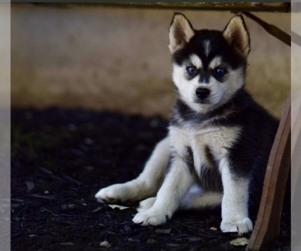 Medium Photo #1 Pomsky Puppy For Sale in WOODSTOCK, CT, USA