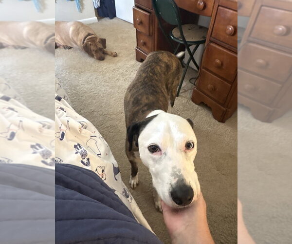 Medium Photo #10 Unknown-Whippet Mix Puppy For Sale in Brewster, NY, USA