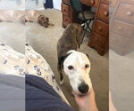 Small #9 Whippet Mix