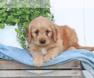 Goldendoodle (Miniature) Puppy for sale in SHILOH, OH, USA