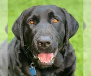 Labrador Retriever Dogs for adoption in San Diego, CA, USA