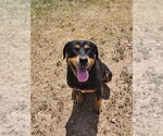 Small Rottweiler