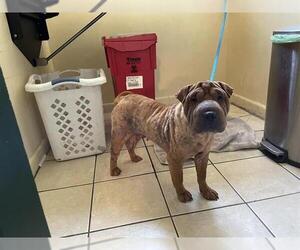 Chinese Shar-Pei-Unknown Mix Dogs for adoption in Pasadena, CA, USA