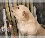 Small Photo #4 Golden Retriever Puppy For Sale in JONES, MI, USA
