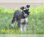 Small Photo #1 Schnauzer (Miniature) Puppy For Sale in DENVER, PA, USA