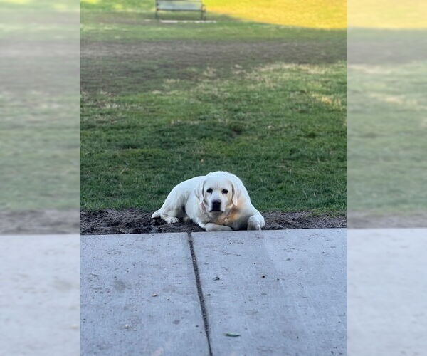 Medium Photo #4 Labrador Retriever-Unknown Mix Puppy For Sale in Salt Lake City, UT, USA