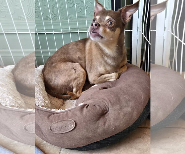 Medium Photo #4 Chihuahua-Unknown Mix Puppy For Sale in Fallbrook, CA, USA