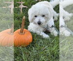 Small #9 Maltese Mix