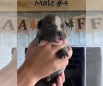 Puppy Male4 American Bulldog