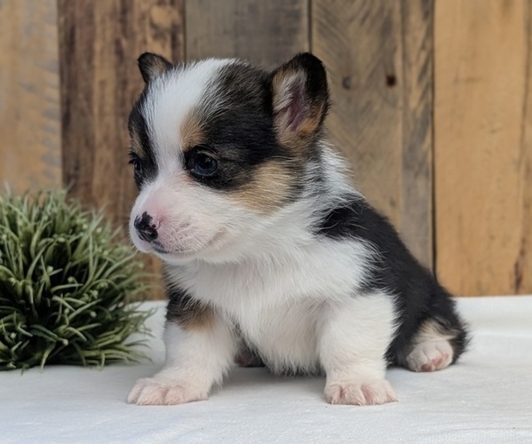 Medium Photo #36 Pembroke Welsh Corgi Puppy For Sale in GOSHEN, IN, USA