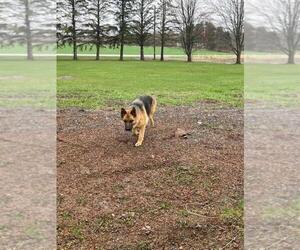 Mother of the German Shepherd Dog puppies born on 09/18/2025