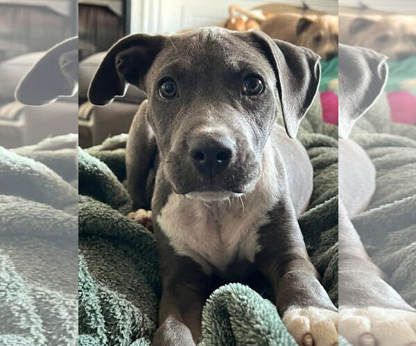 Medium Photo #4 American Pit Bull Terrier-Unknown Mix Puppy For Sale in Germantown, OH, USA
