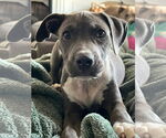Small #3 American Pit Bull Terrier Mix