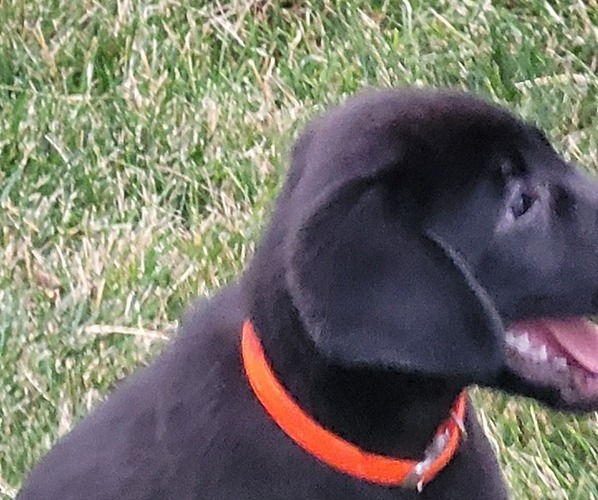 Medium Photo #2 Labrador Retriever Puppy For Sale in ARTHUR, IL, USA