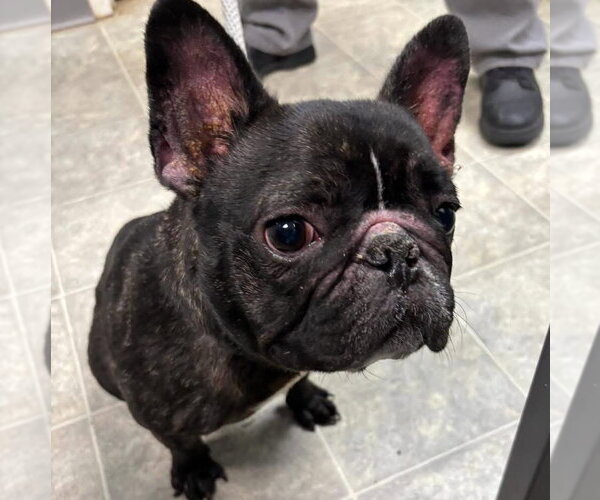 Medium Photo #2 French Bulldog Puppy For Sale in Rustburg, VA, USA