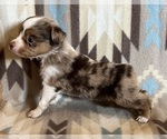 Small #4 Miniature Australian Shepherd
