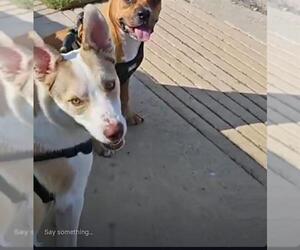 Labrador Retriever-Unknown Mix Dogs for adoption in San Antonio, TX, USA