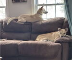 Small #11 Labrador Retriever Mix