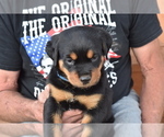 Small Photo #5 Rottweiler Puppy For Sale in SHOW LOW, AZ, USA