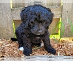 Small Photo #6 Bernedoodle Puppy For Sale in OMAHA, NE, USA