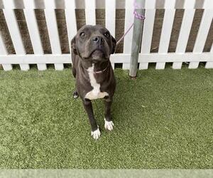 Staffordshire Bull Terrier-Unknown Mix Dogs for adoption in Modesto, CA, USA
