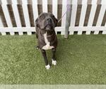 Small Staffordshire Bull Terrier Mix