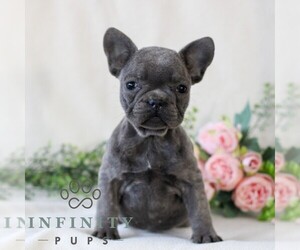 French Bulldog Puppy for sale in EAST EARL, PA, USA