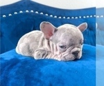 Small Photo #3 French Bulldog Puppy For Sale in MENLO PARK, CA, USA