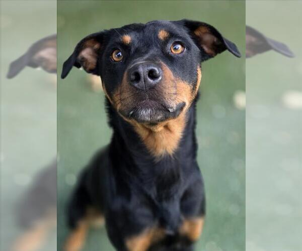 Medium Photo #1 Rottweiler-Unknown Mix Puppy For Sale in Woodland, CA, USA