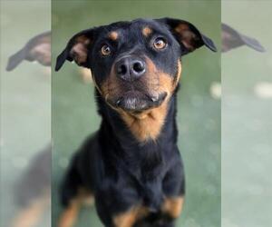 Rottweiler-Unknown Mix Dogs for adoption in Woodland, CA, USA