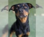ARTEMIS - Female Rottweiler-Unknown Mix Dog for Adoption - Small photo