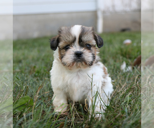 Shih Tzu Puppy for sale in ARTHUR, IL, USA