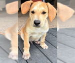 Small #1 Retriever  Mix
