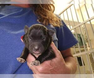 Mutt Dogs for adoption in Camarillo, CA, USA