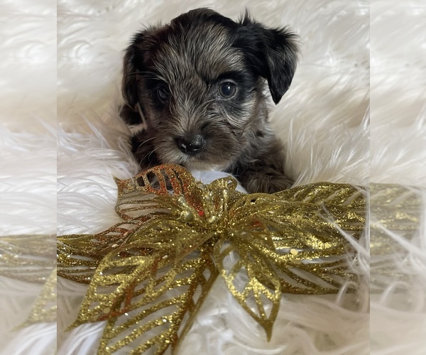 Medium Photo #3 Yorkshire Terrier Puppy For Sale in MIAMI, FL, USA