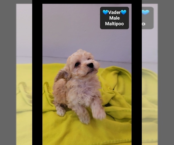 Medium Photo #3 Maltipoo (Toy) Puppy For Sale in TUCSON, AZ, USA