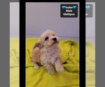 Vader - Male Maltipoo (Toy) Puppy for Sale - Photo #3