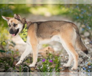 Huskies -Unknown Mix Dogs for adoption in San Andreas, CA, USA
