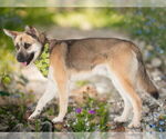 Small Huskies  Mix