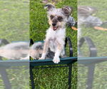 Small #10 Poodle (Toy) Mix