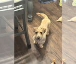 Small #2 Dachshund Mix