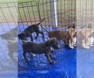 Great Dane Puppy for sale in CHINA GROVE, NC, USA